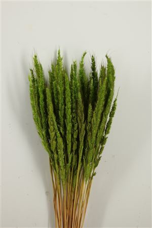 <h4>Dried Pinion Grass Green Bunch</h4>