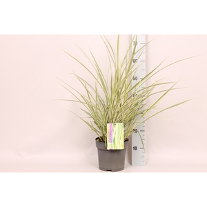 vaste planten 19 cm  Miscanthus Silberspinne