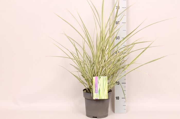 vaste planten 19 cm  Miscanthus Silberspinne