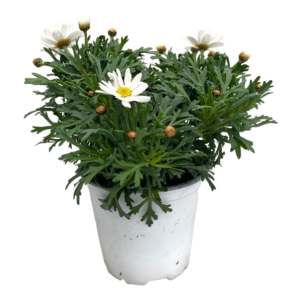 <h4>Argyranthemum frutescens</h4>