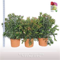 <h4>Nerium oleander struik</h4>