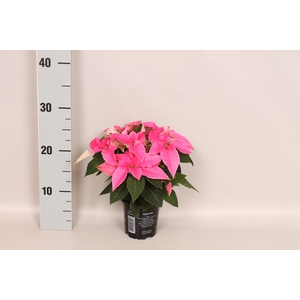Poinsettia 10,5 cm Princettia Dark Pink