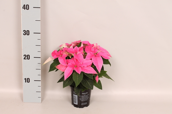 Poinsettia 10,5 cm Princettia Dark Pink