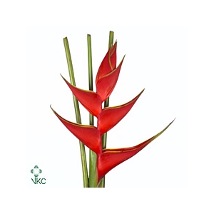 Heliconia iris banochie
