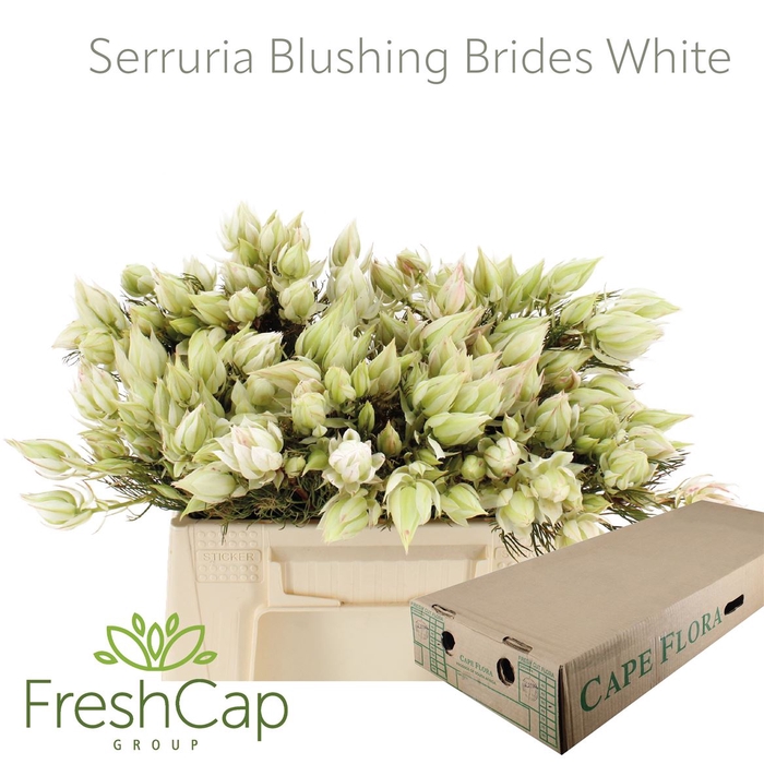 <h4>Serruria Blushing Brides White 1-3 Flwrs</h4>