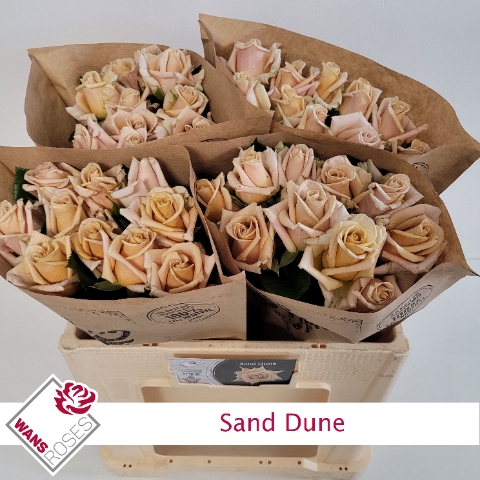 <h4>Rosa la garden sand dune</h4>