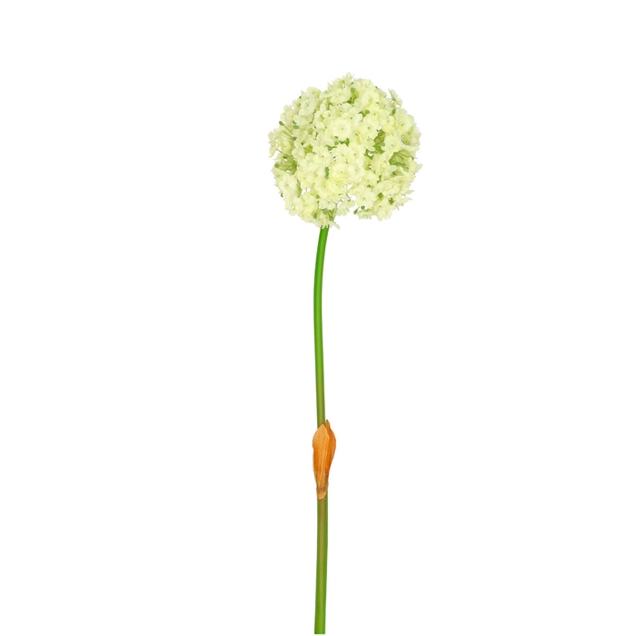 <h4>Allium 82cm</h4>