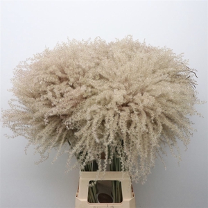Dried Stipa Feather Natural