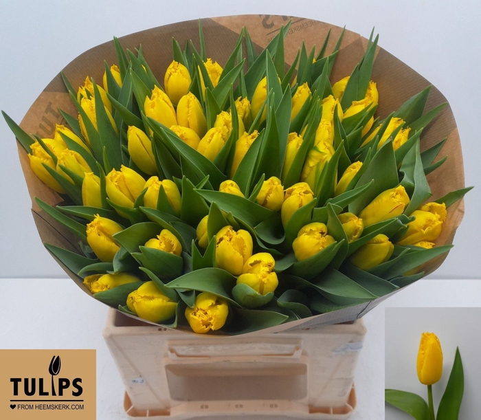 <h4>Tulipa (Fri. Yellow Fabio</h4>