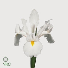 Iris casablanca