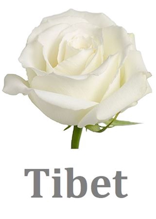 <h4>R Gr Tibet White</h4>