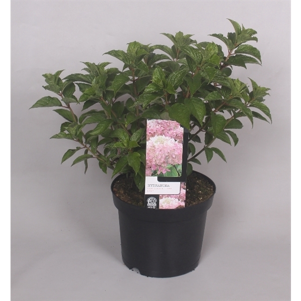 <h4>Hydrangea Paniculata 'Pink Lady' 23 cm</h4>