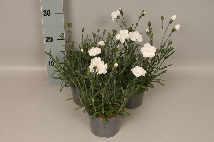 Dianthus caryophyllus White