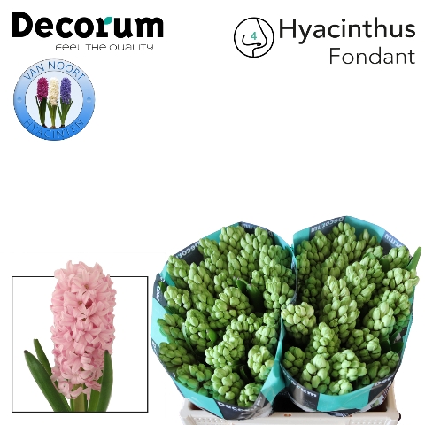 <h4>Hyacinthus fondant</h4>