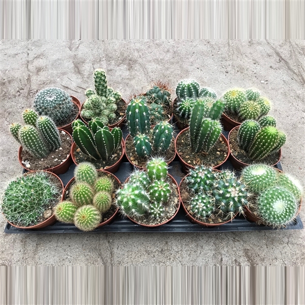 art.113 Cactus gemengd 10, 5 cm