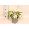 vaste planten 19 cm  Hosta Wide Brim afd. 1 