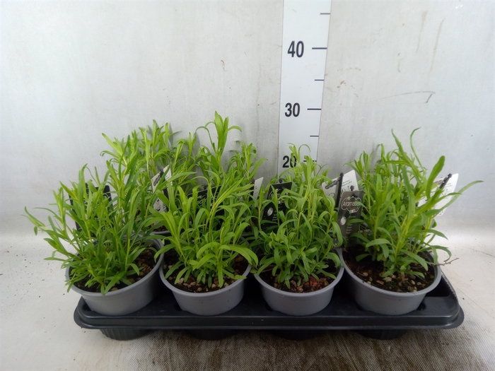 <h4>Artemisia abrotanum</h4>