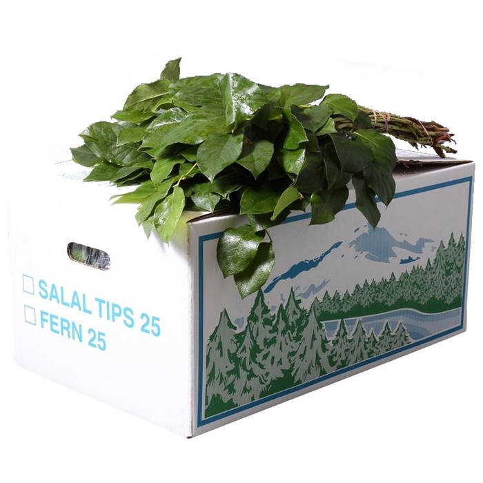 <h4>Salal Tip Product Evergreen</h4>