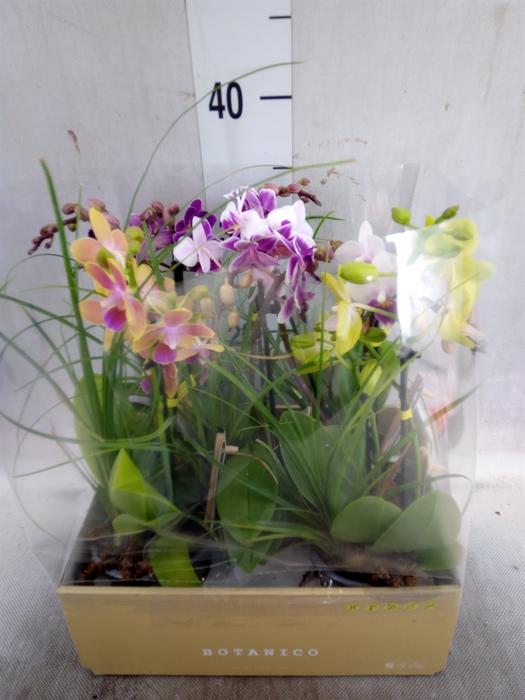 Phalaenopsis multi.   ...mix  5