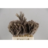 Stick Feather Brown 14cm