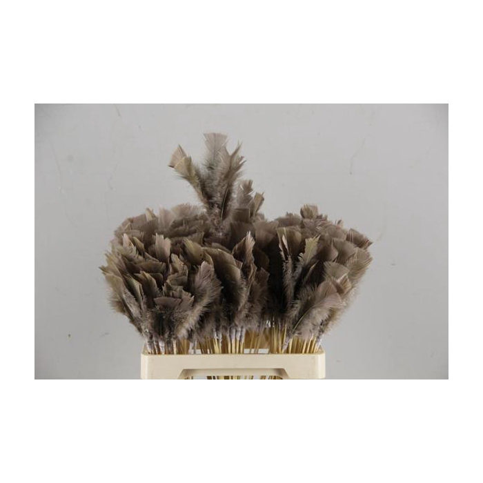 <h4>Stick Feather Brown 14cm</h4>