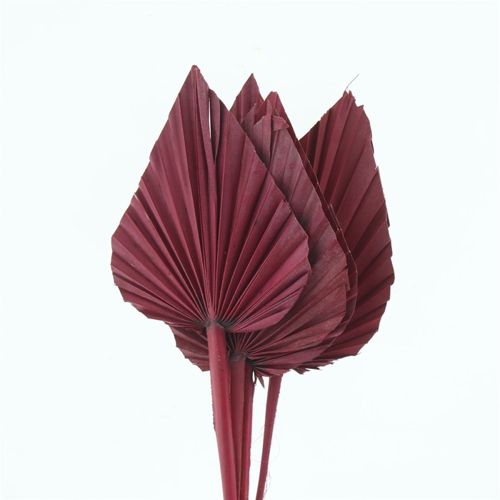 <h4>Dried Palm Spear Red</h4>