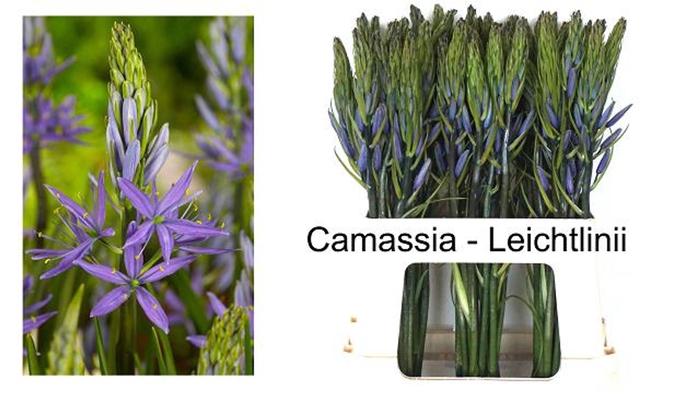 <h4>Camassia leichtlinii Caerulea</h4>