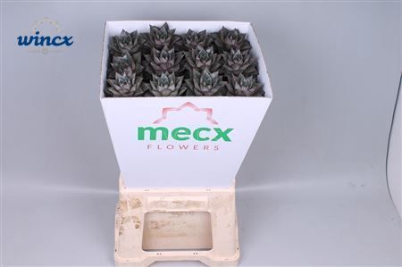<h4>Echeveria Purpurea (mecx Flowers) Mecx-emmer 8cm</h4>