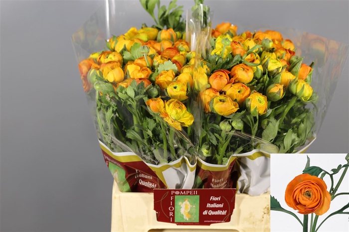 <h4>Ranunculus Elegance Orange</h4>