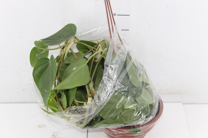 <h4>PHILODENDRON SCANDENS C21</h4>