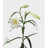 Lilium longiflorum 1 bud