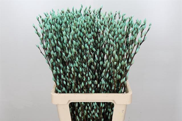 <h4>Salix paint pussy willow ice blue</h4>