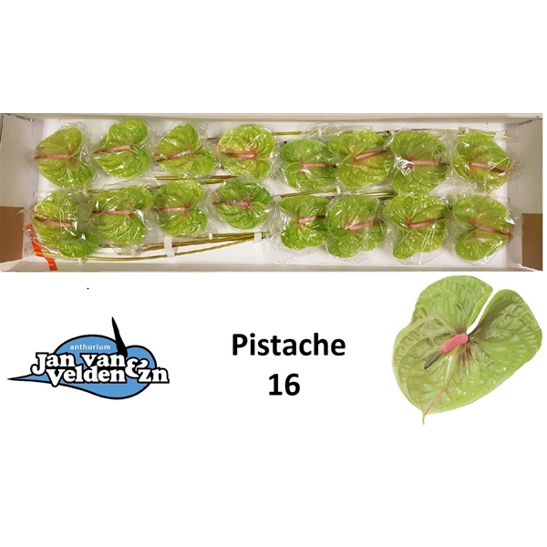 <h4>Pistache 16</h4>