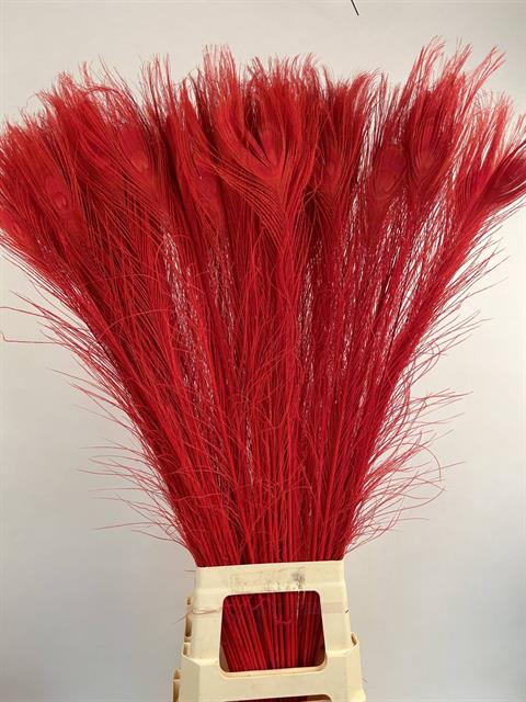 <h4>Dried Bleached Peacock Feathers Red</h4>