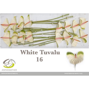 ANTH A WHITE TUVALU