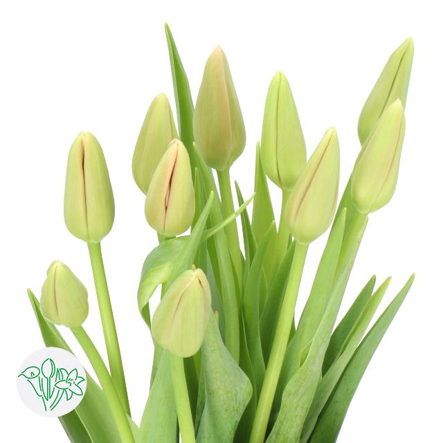 <h4>Tulipa fre menton</h4>