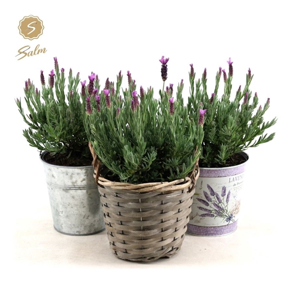 <h4>Lavandula st. 'Anouk'® Collection P15 in Added Value Mix</h4>