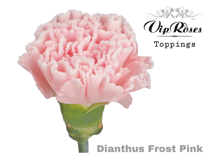 DI ST FROST PINK