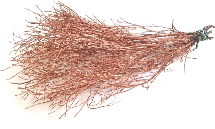 <h4>Huckelberry 10st a bunch copper</h4>