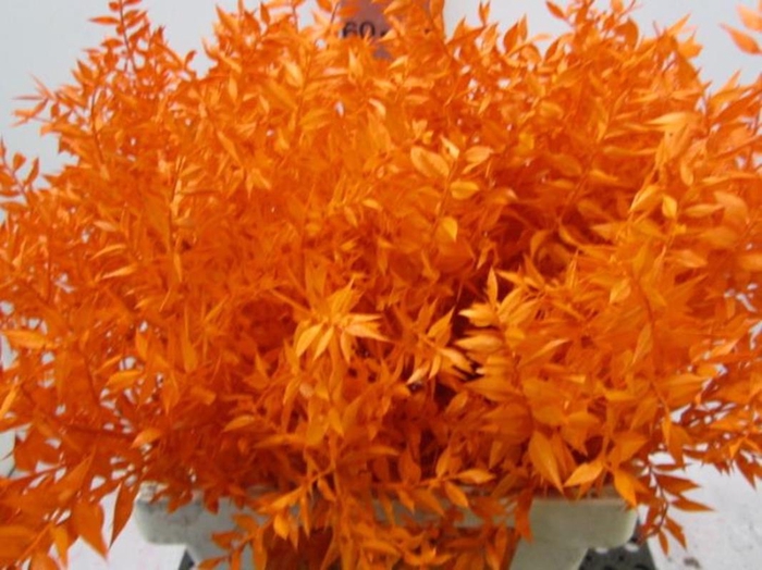 Ruscus A Gebleekt Oranje