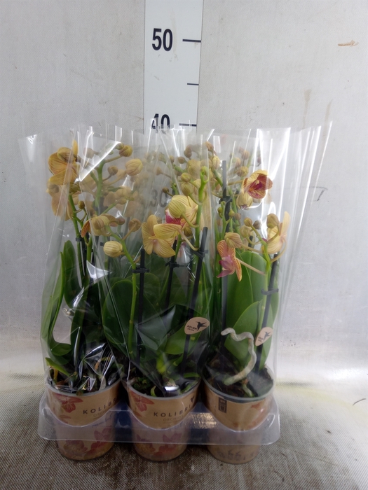 <h4>Phalaenopsis multi. 'FC Penny Love'</h4>
