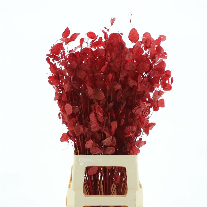 <h4>Dried Lunaria Bleached Red Bs</h4>