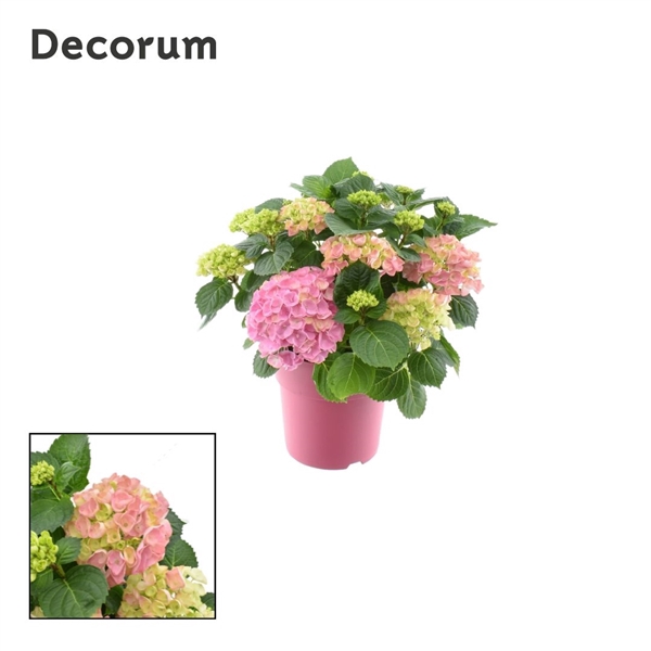 Hydrangea Bol Pink 7 - 12 kop in gekleurde sierpot (Decorum)