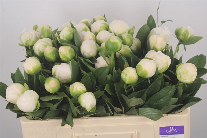 <h4>Paeonia L Mme Cl Tain Extra</h4>