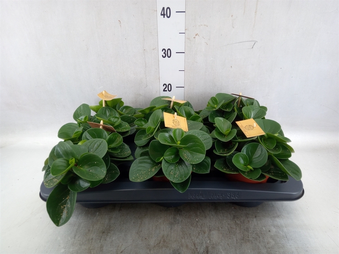 <h4>Peperomia obt. 'Red Canyon'</h4>