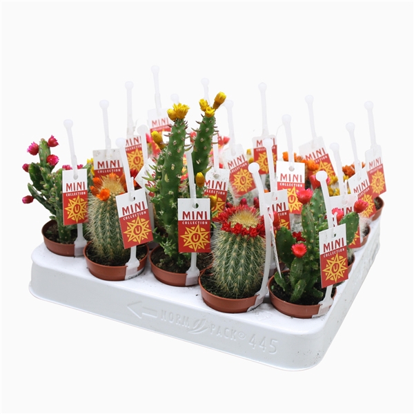 <h4>Cactus mix strobloem 5,5 cm met picker+etiket</h4>