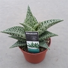 Aloe variegata 'Tribal' (Decorum)