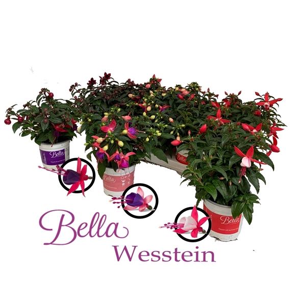 <h4>Bella Fuchsia Combia 3 kleur</h4>