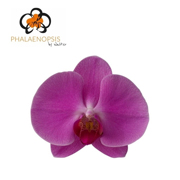 <h4>Phalaenopsis happy valentina (per flower)</h4>