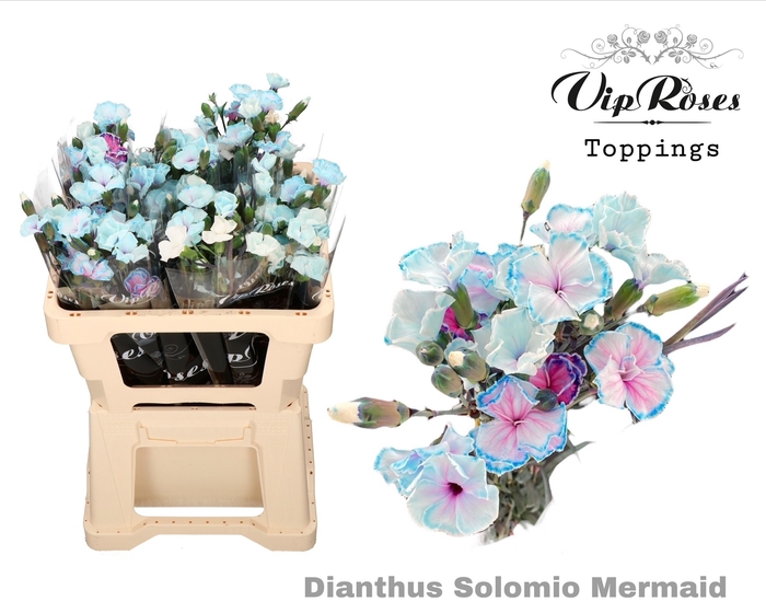<h4>Dianthus sp paint solomio mermaid</h4>
